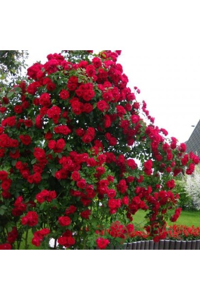 Rosa climber Belcanto